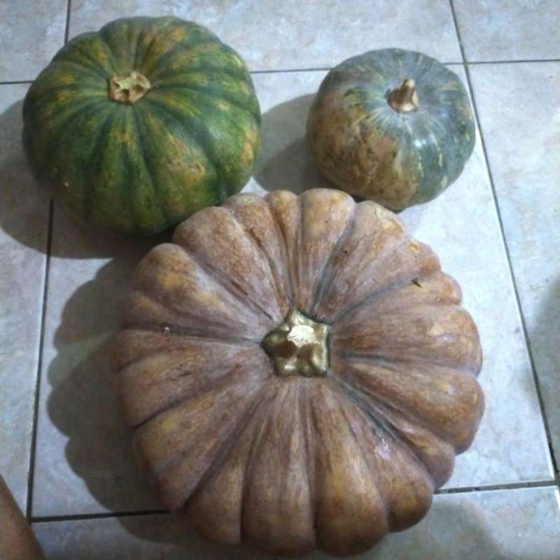 Labu Frute Jual Labu Kuning Ukuran Berat 2 Kg - Ibaza Fruitbox Di Seller Ibaza ...