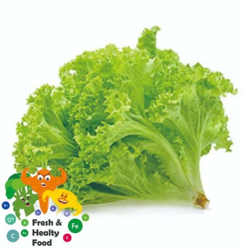 Jual Raja Sayur Selada [500 g] di Seller RAJA SAYUR - Rungkut Menanggal ...