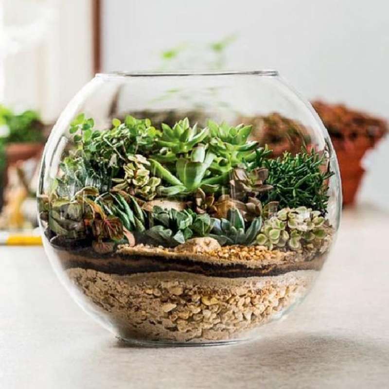 Jual Bowl Terrarium Vas Terrarium Aquarium Bowl Bowl Only Large