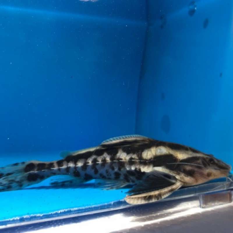 Promo megalodoras irwini catfish 8cm Diskon 23 di Seller Paws