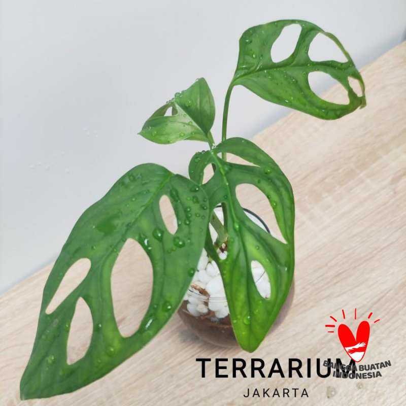Jual Hiasan Meja Monstera Adansoni/Janda bolong by Terrarium Jakarta di
