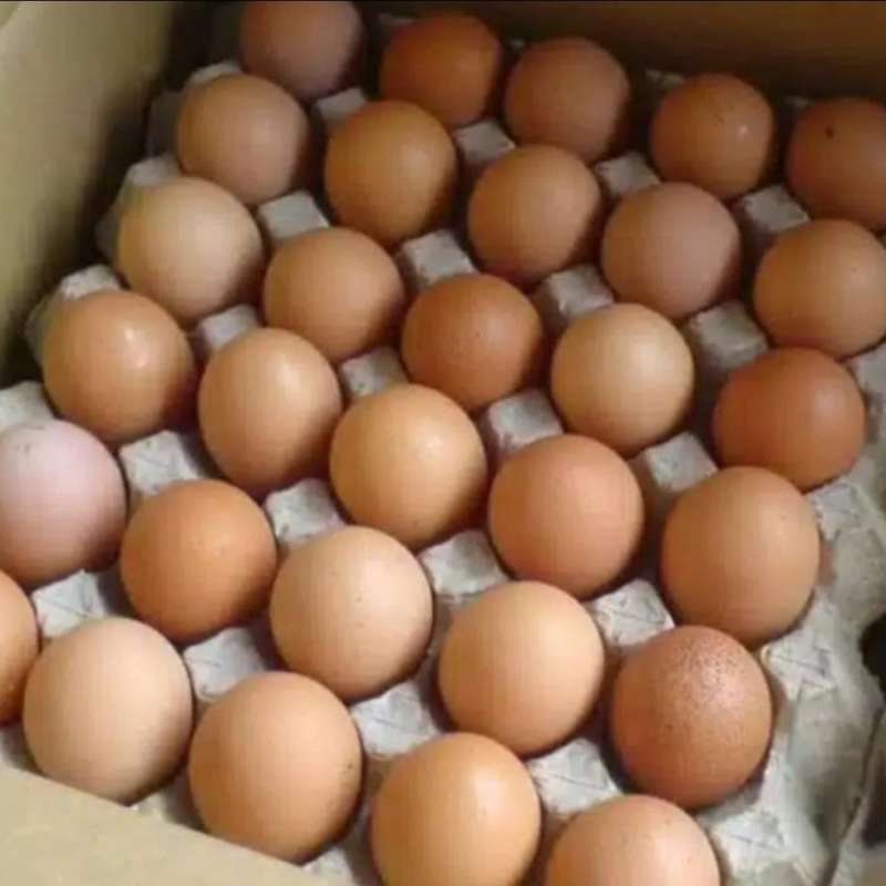 Jual Telur Ayam 1 Kg Halal Di Seller Dbestplaza Sumber Rejo Kota jual-telur-ayam-1-kg-halal-di-seller-dbestplaza-sumber-rejo-kota
