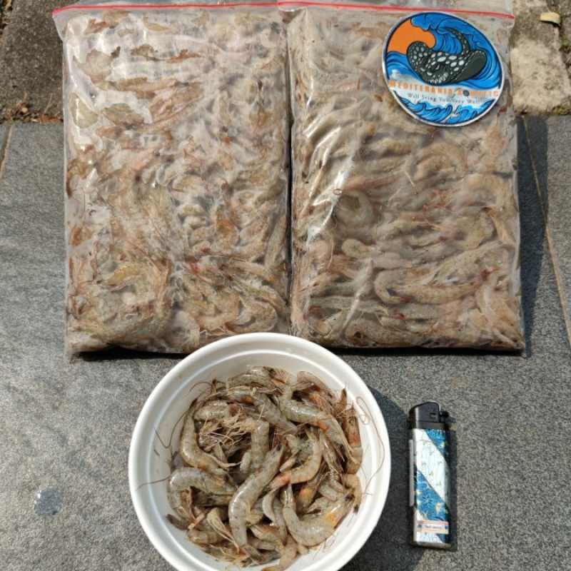 Jual Udang Api Tambak Beku Segar, Pakan Ikan Predator di Seller DENTA