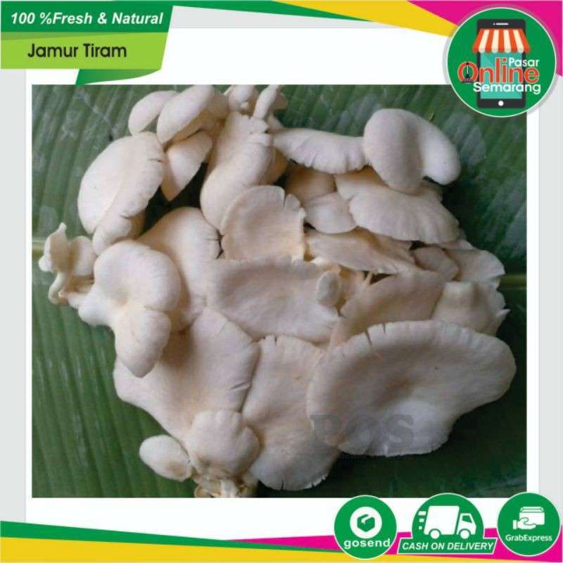Jual Jamur Tiram / Sayur Sayuran Segar Dan Fresh / Makanan Sehat