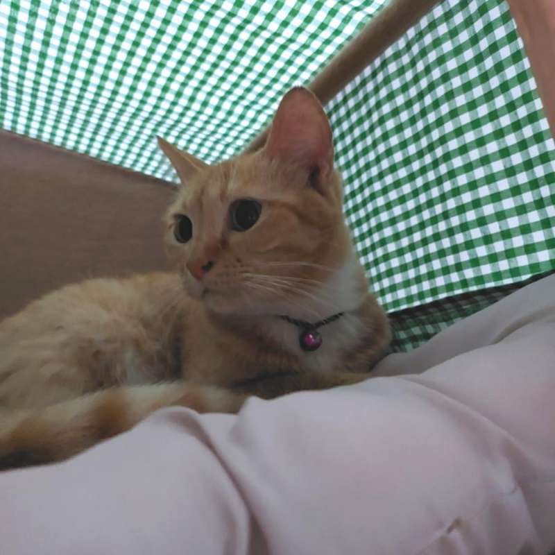 Jual Rumah Kucing Tipe B (40x45x45cm) 1 Set - Rumah Kucing Rakit ...