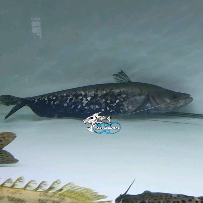 Jual IKAN HIAS TAPAH WALLAGO CATFISH TANKMATE IKAN REAL PIC di Seller