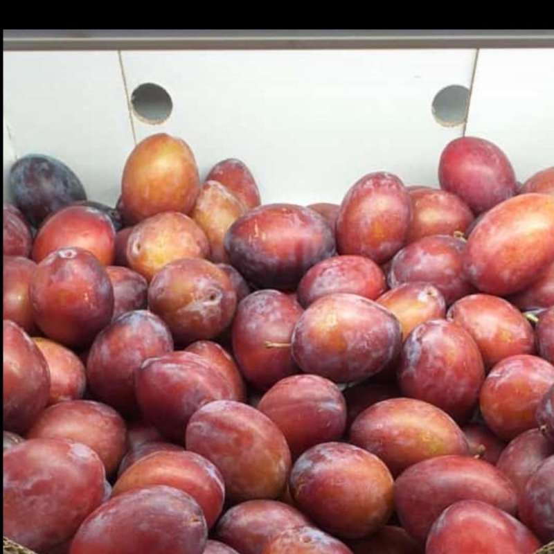 Jual Buah Sugar Plum Australia di Seller CMF Shop Kota Semarang, Jawa