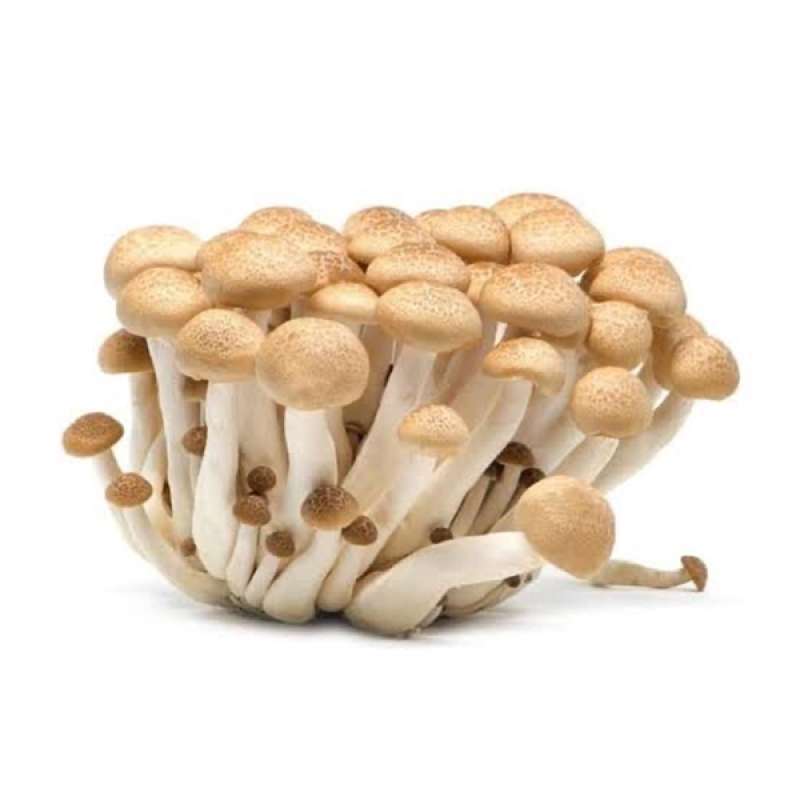 Jual GreenFresh Jamur Shimeji Makanan Segar di Seller GreenFresh