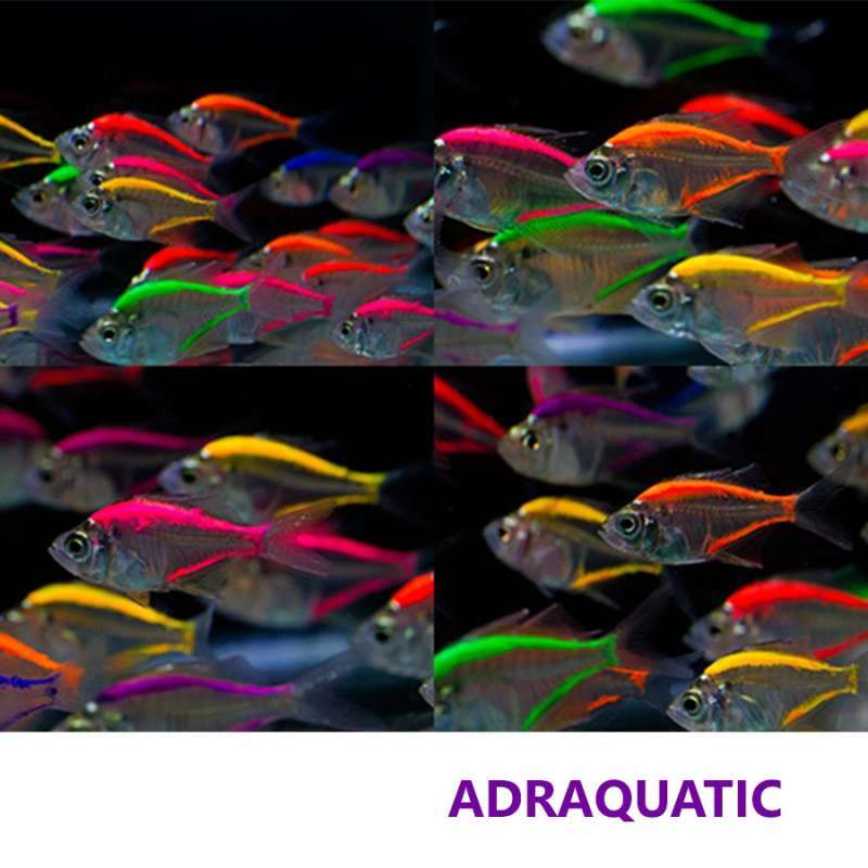 Jual Ikan Hias Glass Fish Warna Glassfish Mix Colour Color Ambasis