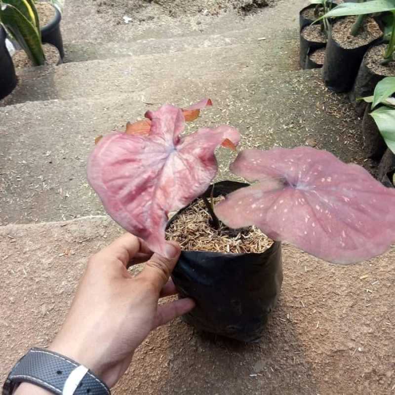 Jual Tanaman Keladi Merah 💯 Harga Murah & Kualitas Terbaik Mei 2026
