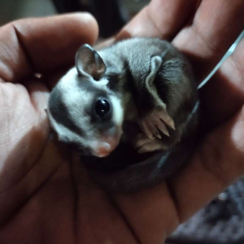 Jual Sugar Glider Joy Jantan/cg Jantan/grey Jantan Joey Di Seller
