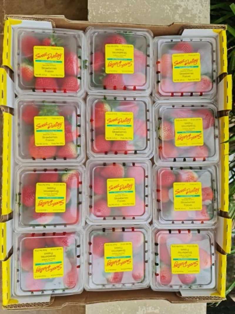 Jual Strawberry USA Sweet Darling 1 Box 12 Pack di Seller CMF Shop