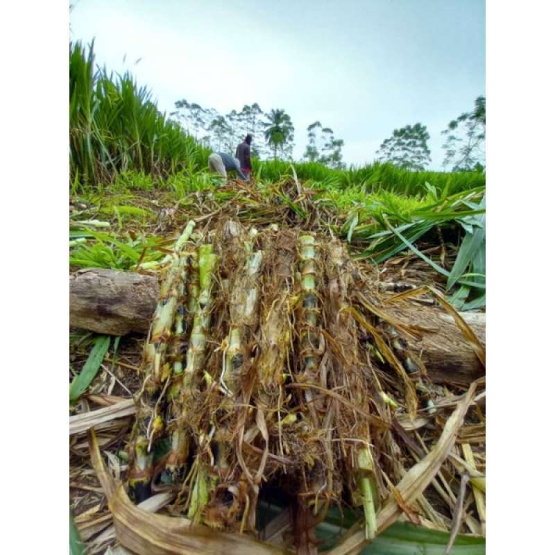 Jual Jenis Rumput Gajah Pakan Kambing Termurah - Harga Grosir Terupdate ...