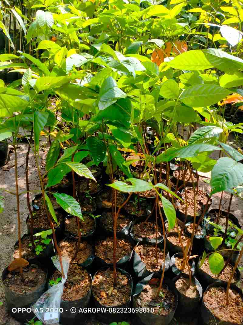 Jual Bibit Tanaman Sentol/Sentul/Kecapi - Tanaman Langka Siap Tanam di ...
