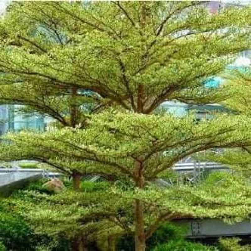Promo Bibit Ketapang Kencana Pohon Ketapang Kencana Terminalia Mantaly ...