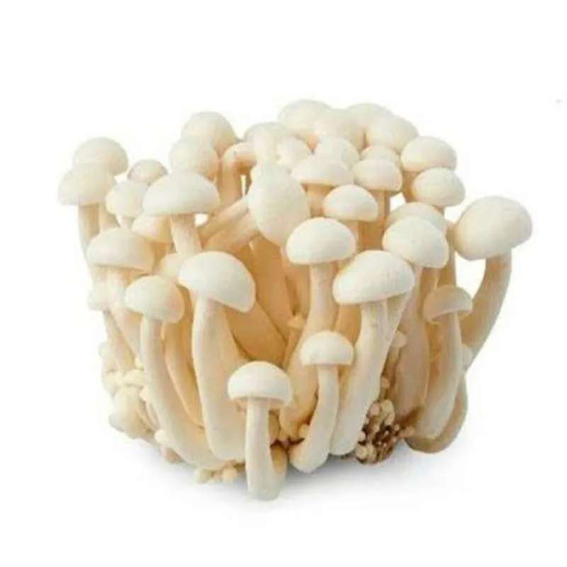 Jual Jamur Shimeji 1 Kg Termurah Harga Grosir Terupdate Hari Ini Blibli