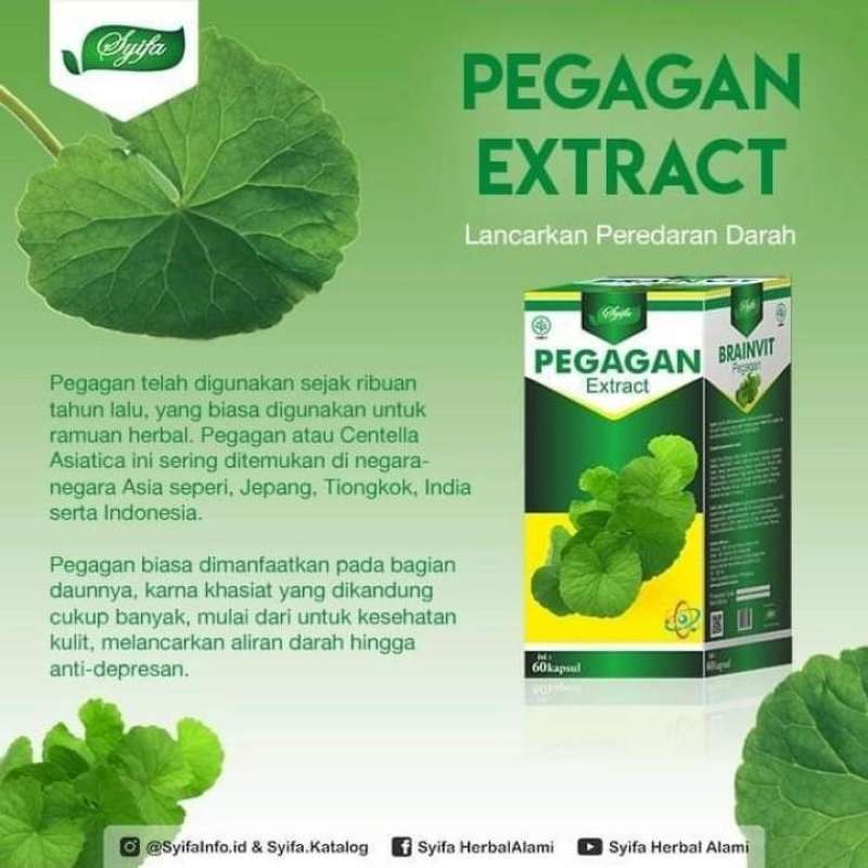 Daun Pegagan: Si Hijau Ajaib Penyehat Tubuh dan Otak