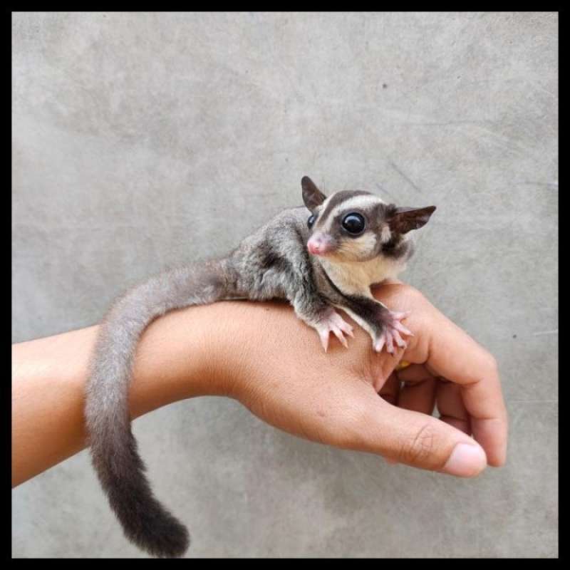 Jual ready stock sugar glider classic grey betina harga special di Seller Enigma Kapuk, Kota
