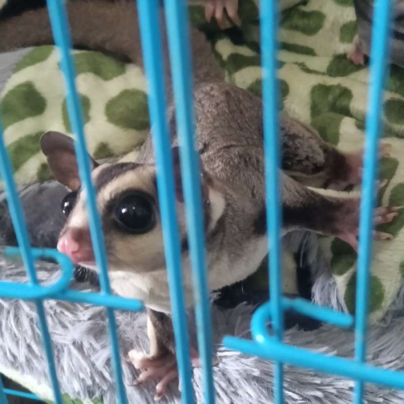 Promo sugar glider grey remaja hanya terima COD/Instansi kurir Diskon 23 di Seller Enigma