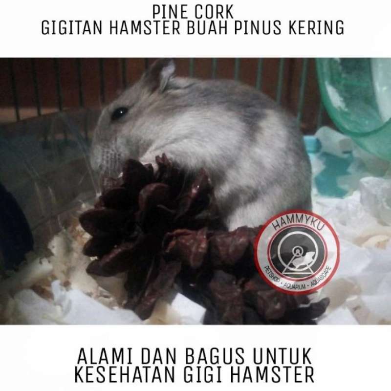 Jual Hamster Gigitan Hamster Gigitan Hamster Alami di Seller