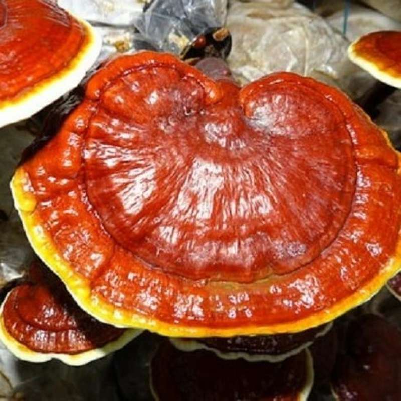 Jual JAMUR LINGZHI KERING 500 gr Ganoderma Lucidum MURNI di Seller