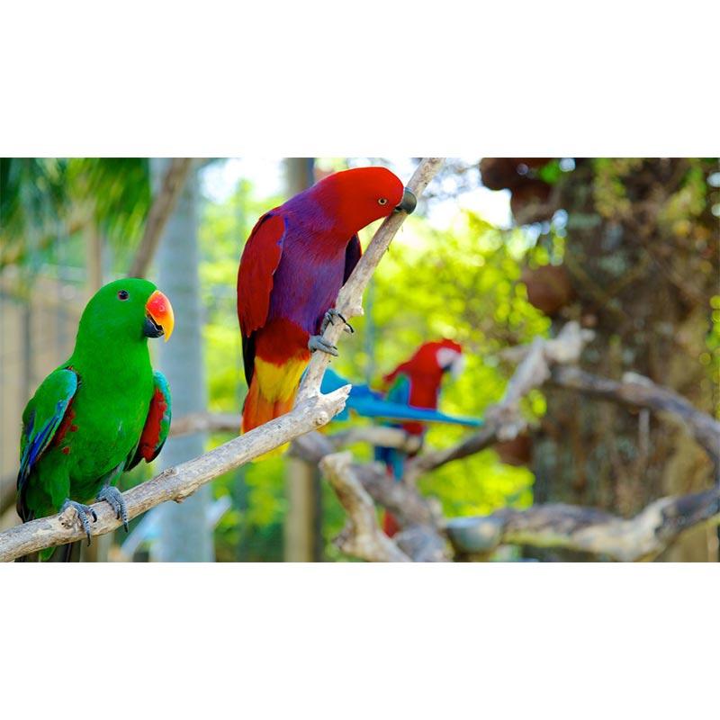 Jual Bali Bird Park - Tiket Masuk untuk Anak [2-12 tahun] E-Ticket di
