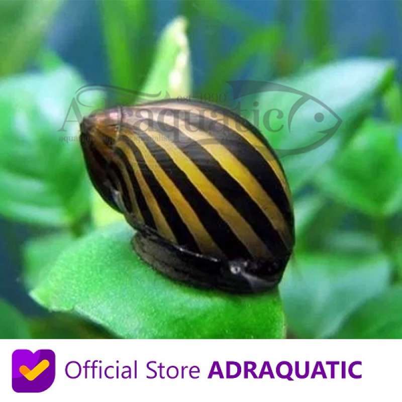 Jual KEONG TURBO SNAIL ZEBRA ALGAETER ALGAE EATER AQUASCAPE di Seller
