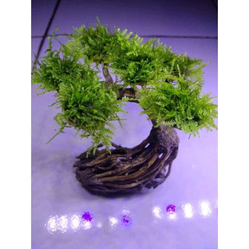 Jual bonsai aquascape hiasan aquarium di Seller Aquascape store