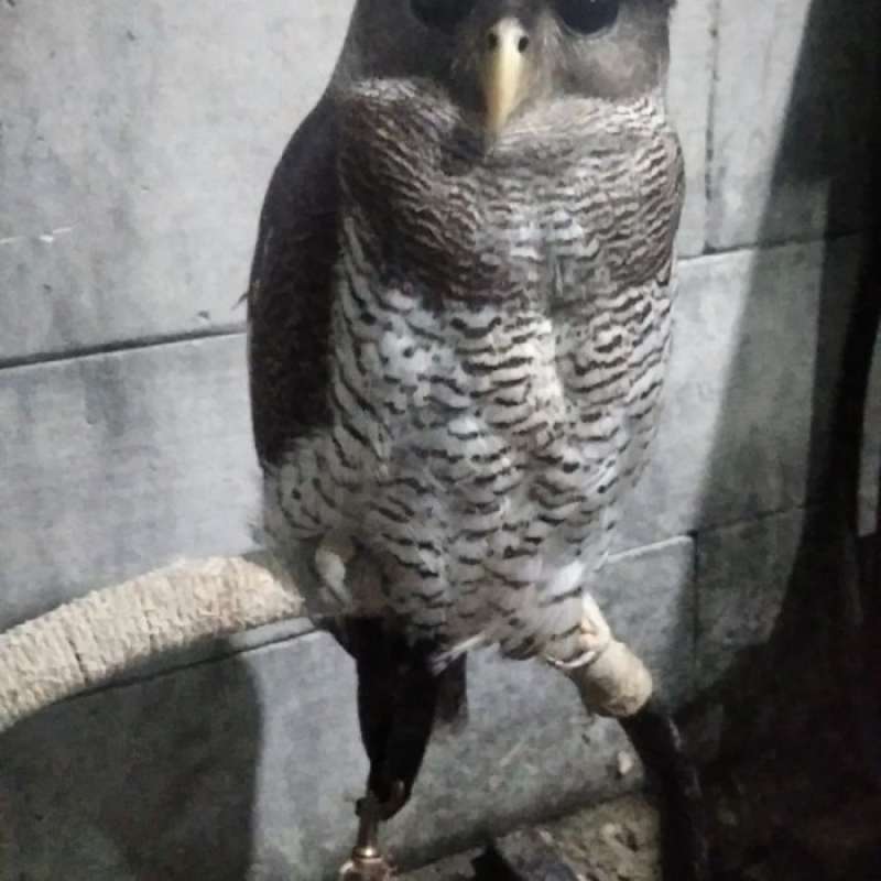 Jual Burung Hantu Bubo Sumatranus Mature di Seller Chiko Shop - Johar