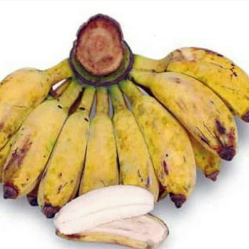 jual-pisang-kepok-asli-manis-untuk-buka-puasa-di-seller-hidayat-store