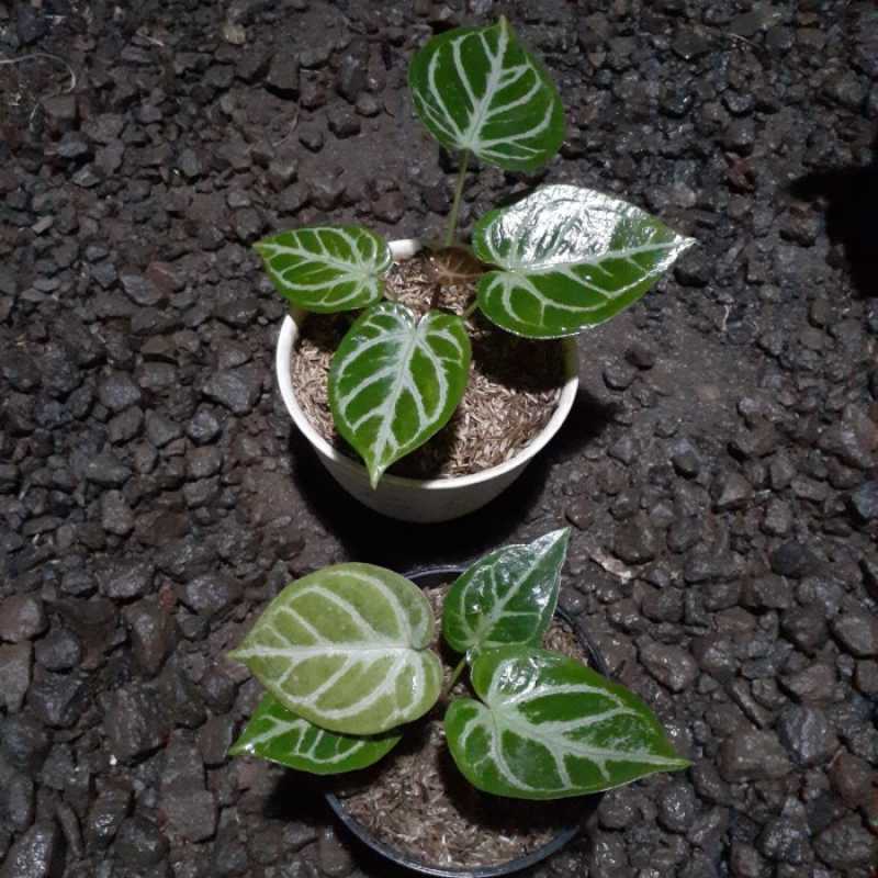 Jual anthurium silver blush di Seller Bikin Iri Tetangga - Petojo Utara ...