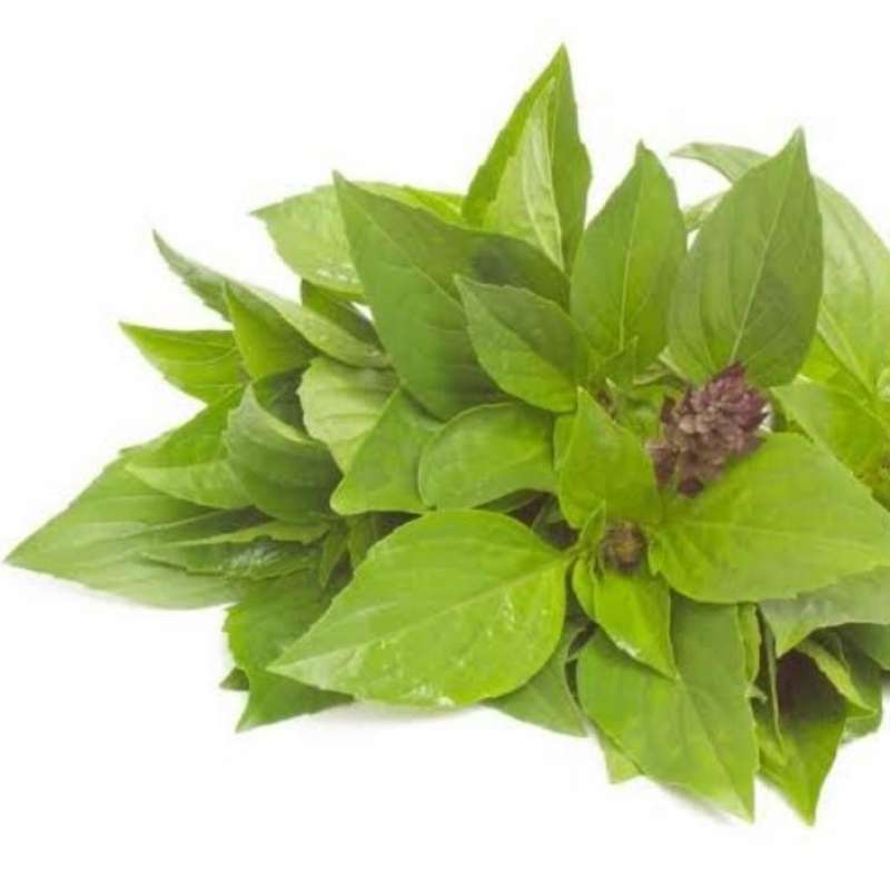 Kemangi (Ocimum basilicum): Rahasia Herbal untuk Nafsu Makan, Pencernaan, dan Daya Tahan Tubuh