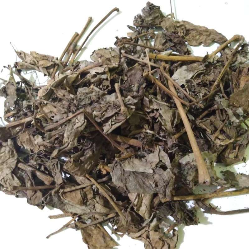 Jual Daun Sirih Kering 1kg Daun Sirih Hijau Kering Di Seller Jual Daun Sirih Kering 1kg Daun Sirih Hijau Kering Di Seller