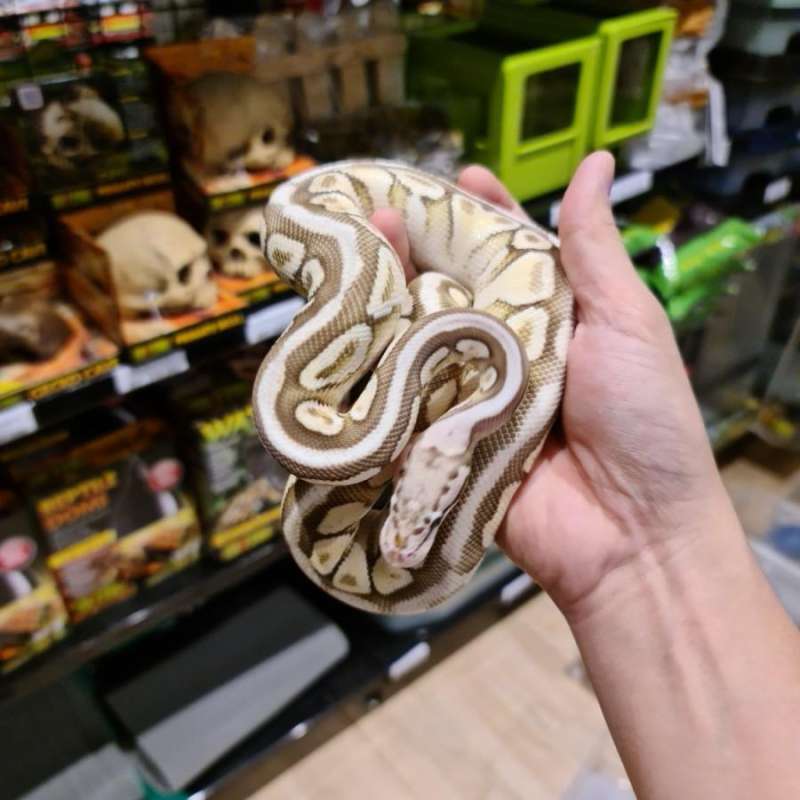 Harga Ball Python Jual Butter Ball Python Termurah - Harga Grosir Terupdate Hari Ini | Blibli