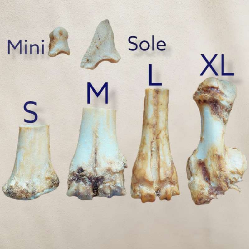 Jual Baby Calf Bone (L) Dehydrated Jerky Dog Snack Treats Gigitan