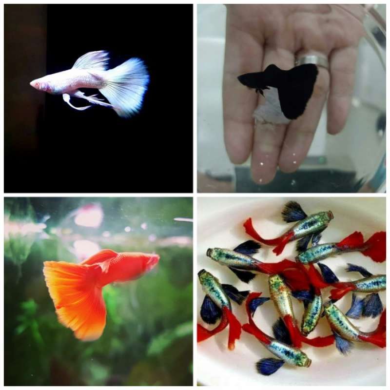 Jual paketan aquascape guppy 4 jenis 4 pasang di Seller Gerfield Pet Shop Tugu Selatan, Kota