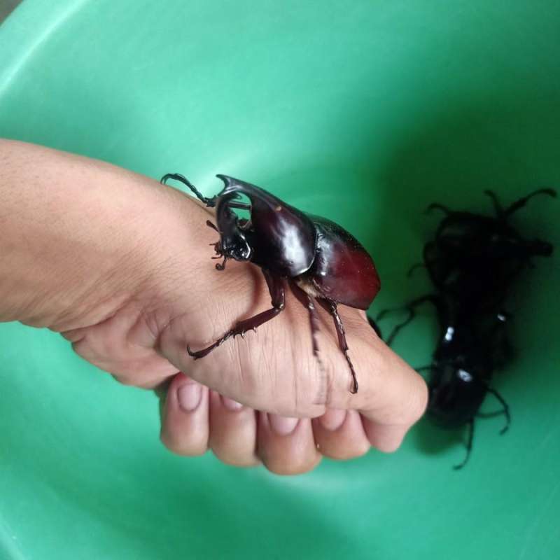 Jual Kumbang Tanduk