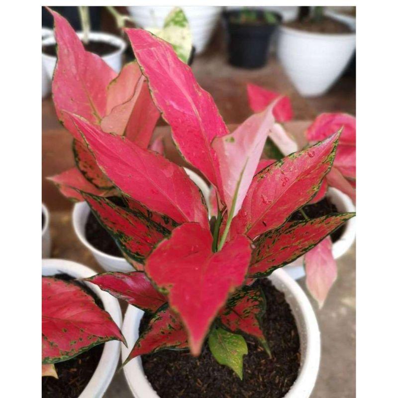 Jual Bunga Aglonema Red Garuda Di Seller Pusat Grosir Tanama - Karang ...