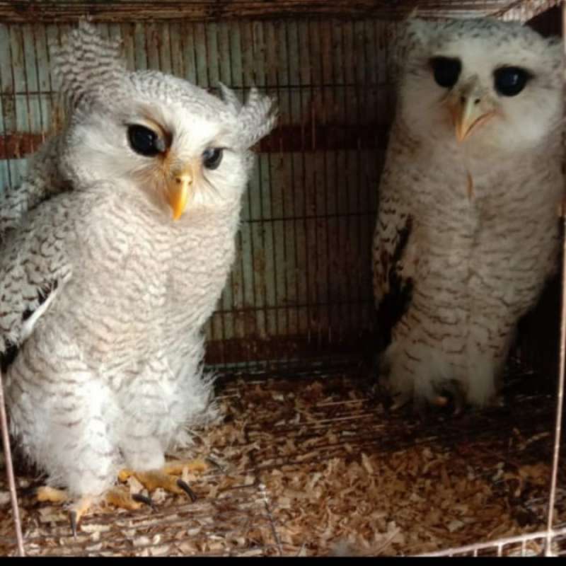 Jual burung hantu bubo sumatranus di Seller Chiko Shop - Johar Baru