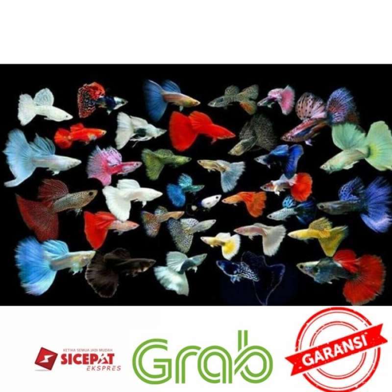 Promo paket ikan guppy 10 pasang random 20 ekor Diskon 33 di Seller Gerfield Pet Shop Tugu