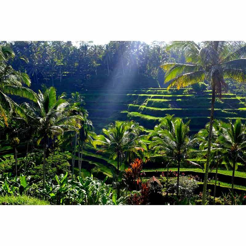 Jual Marsuta Tours Bali - Full Day Platinum Private Trip 