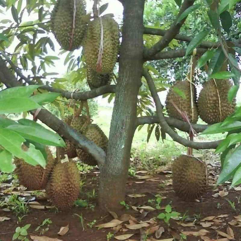 âˆš Godongmas Bibit Durian Montong Merah Terbaru September