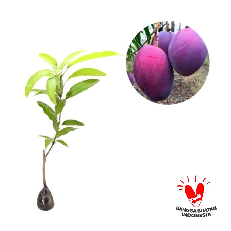 Jual Mangga Irwin Online - Harga & Kualitas Terjamin
