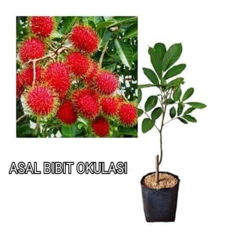 Pohon Rambutan