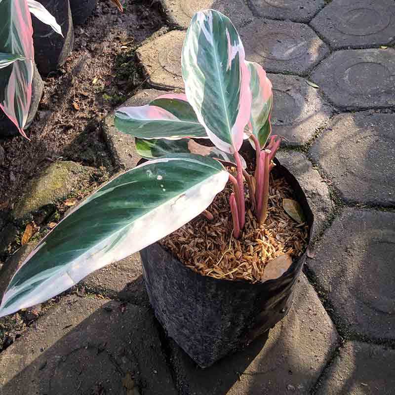 Jual Beli Tanaman Hias Di Bali Berbagi Tanam Jual Beli Tanaman Hias Di Bali Berbagi Tanam