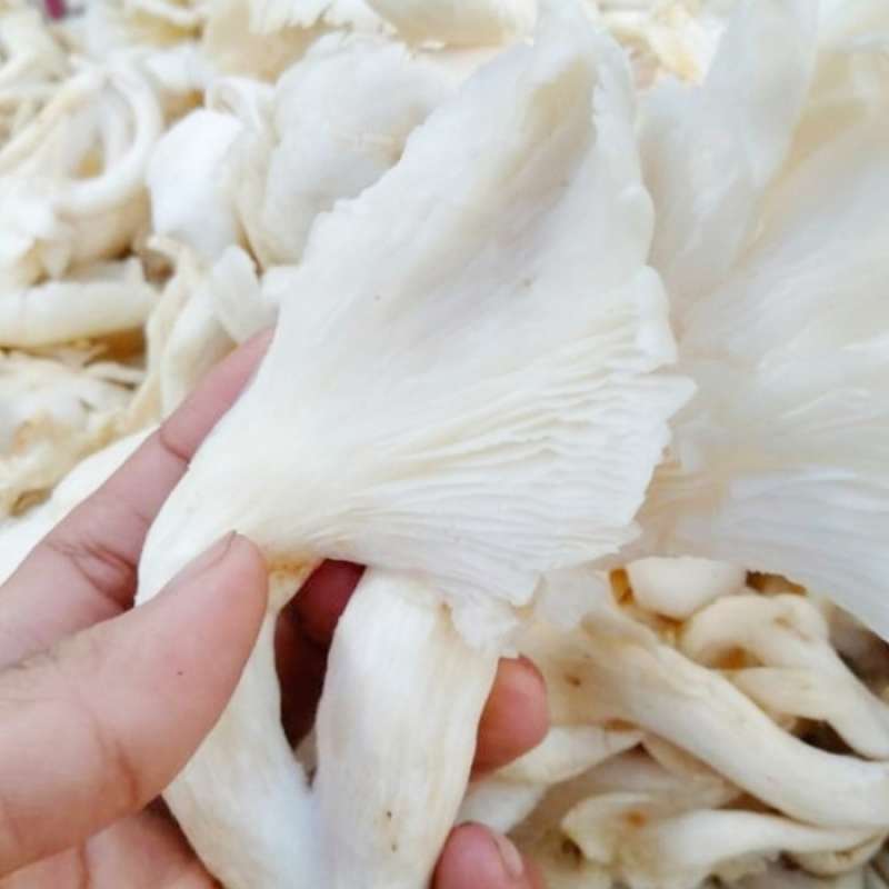 Jual Jamur Tiram Segar / Jamur Tiram Fresh Halal Di Seller Yuxin Hao