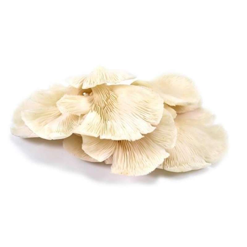 Jual Jamur Tiram (1 Kg) Di Seller Greenfresh Indonesia Kauman, Kota