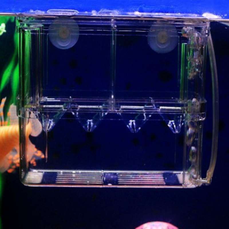 Jual Fish Tank Incubator 2-layer Fish Breeding Hatching Isolation Box ...
