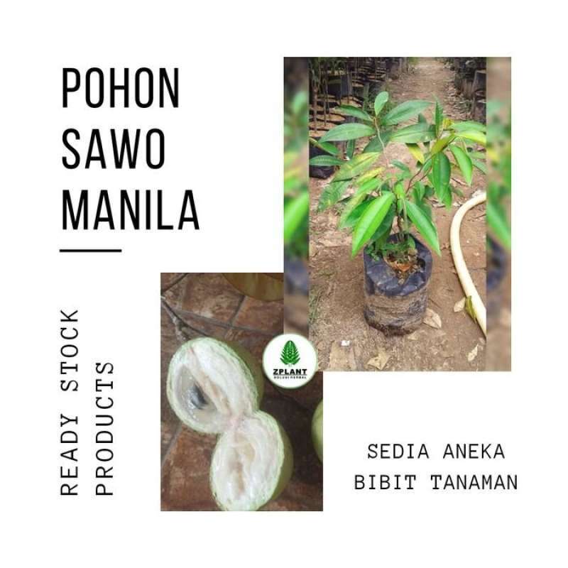 Sapote sawo diospyros tanaman hitam digyna nigra bibitbunga grow acerola zapote varietà nama ilmiah yougardener bibit