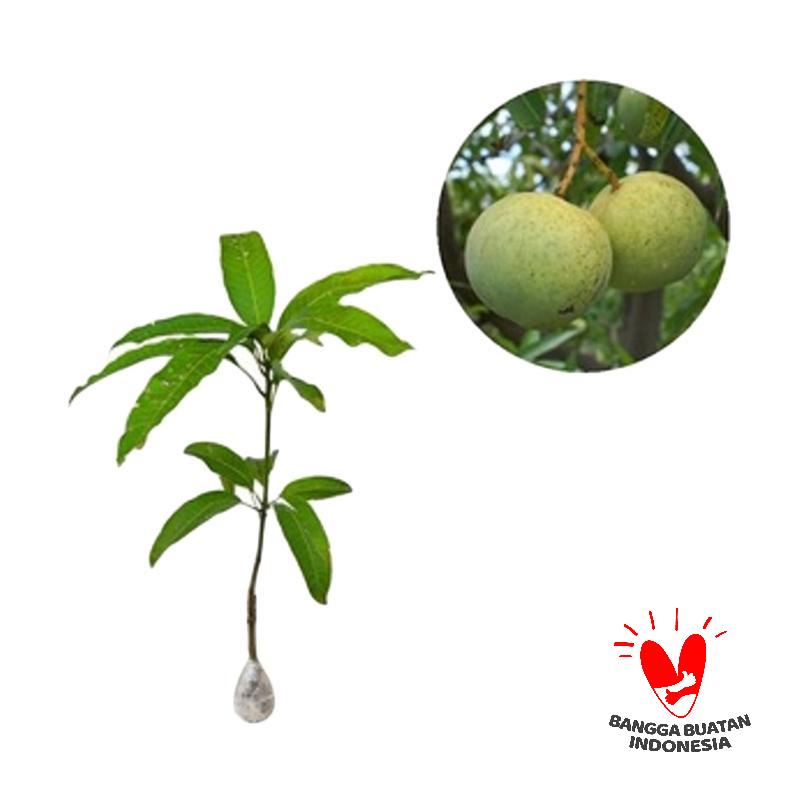 jual kebun bibit mangga kelapa tanaman buah 60 cm jual kebun bibit mangga kelapa tanaman buah 60 cm